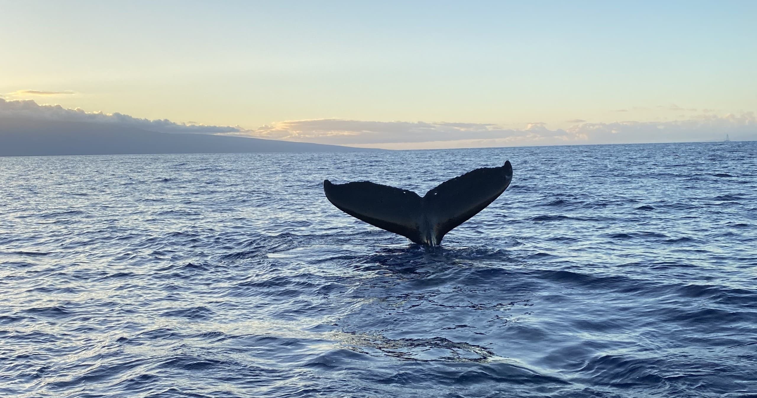 Humpback whale tail rising over Pacific Ocean at sunset