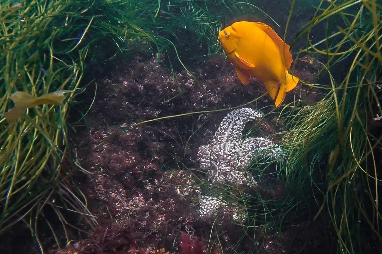 Garibaldi fish among kelp beds near La Jolla shoreline