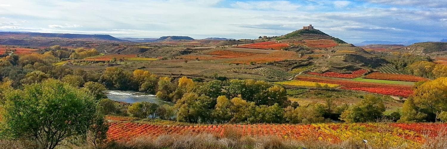 Vineyard landscape in countryside with autumn vines and hills