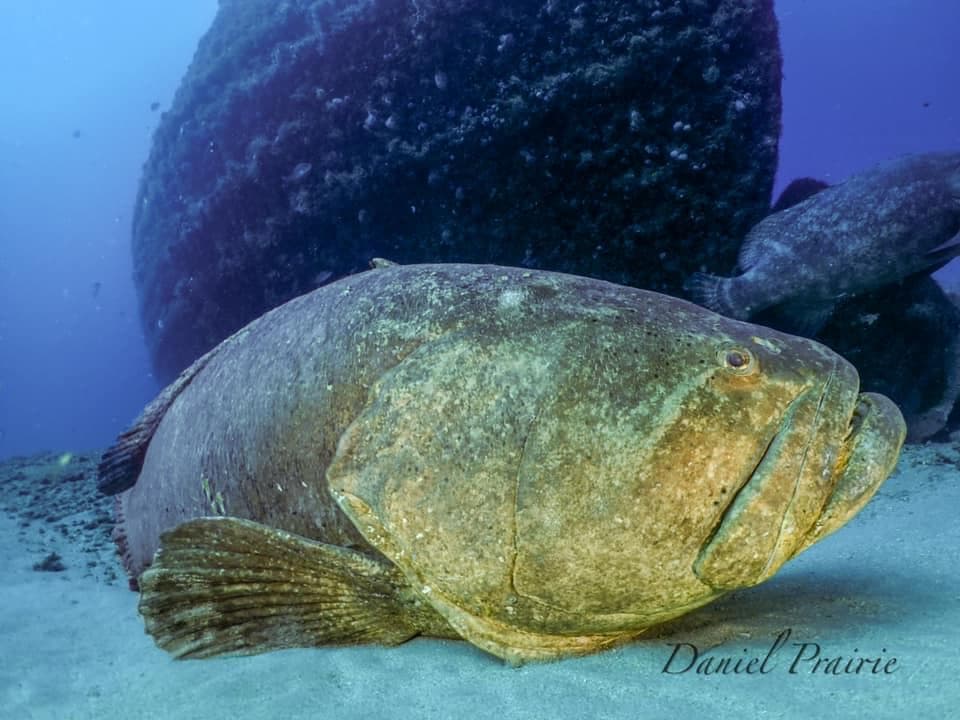 Scuba Diving at Jupiter Wrecks with Scuba Works in Florida