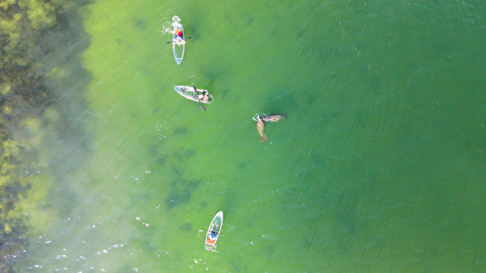 Aerial view of kayaks and swimmers in clear green coastal waters