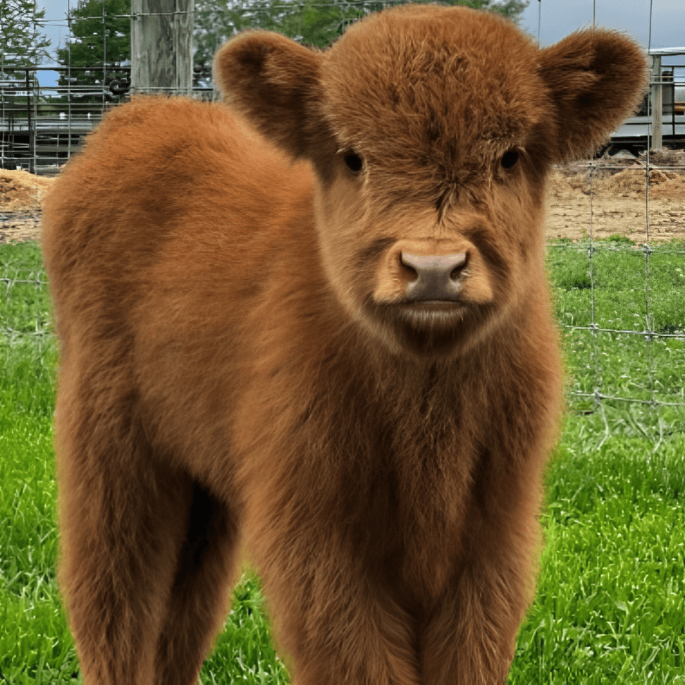 Farm Animal Encounters at Udderly Ridiculous