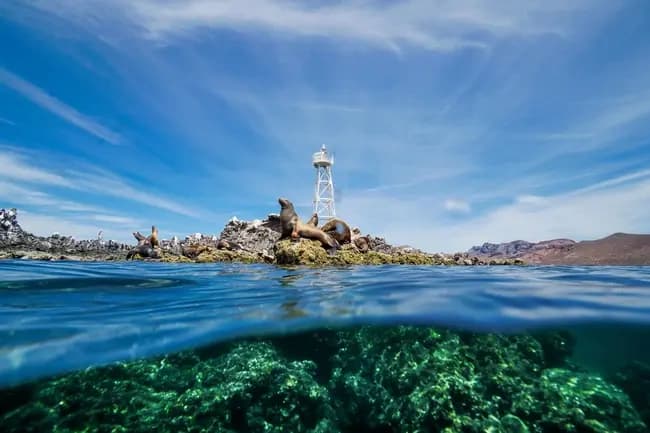 Swim with Whale Sharks and Sea Lions: Private Extended Whale Shark Adventure in La Paz