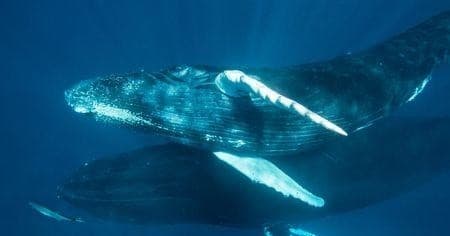 Humpback whales swimming underwater in deep blue ocean closeup