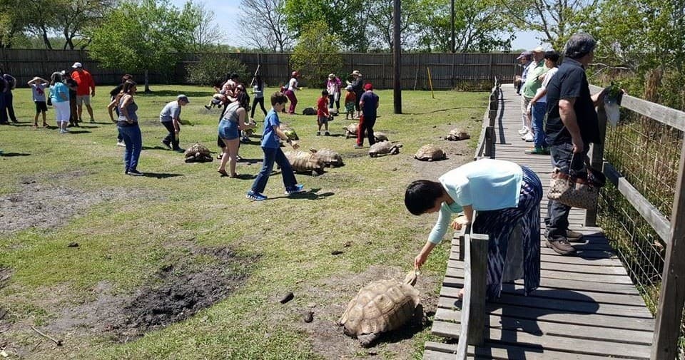 Families on boardwalk observing wild crocodiles in lakeside park