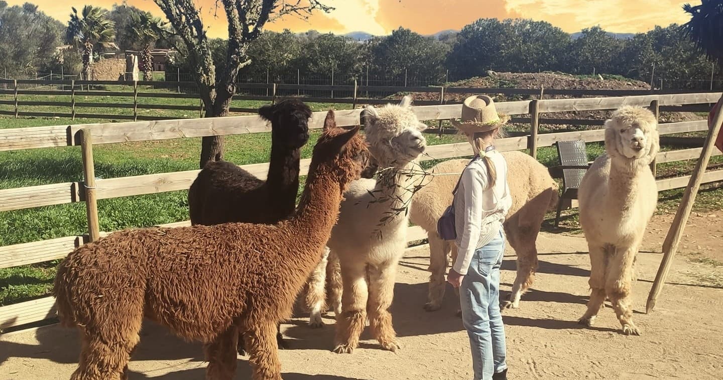 Mallorca Alpaca Experience by Farm Experiences & Tours