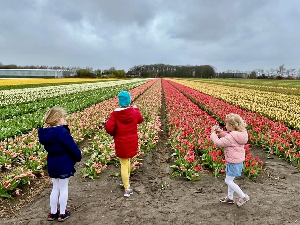 Private Keukenhof half-day tour — tulips, fields & windmills from Amsterdam
