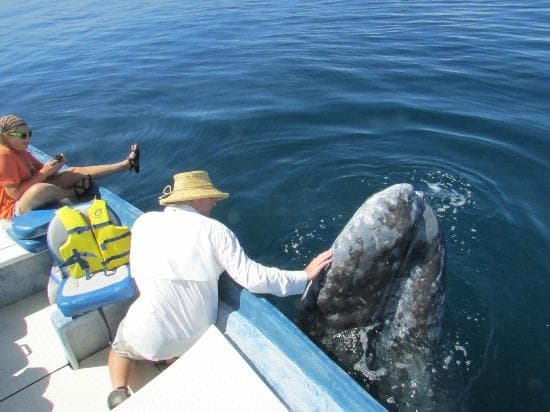 Grey Whale Watching Adventure with Loreto Baja Tours