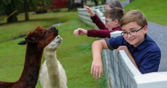 Farm Animal Fun Tour at The Amish Farm and House, Lancaster