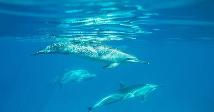 Master the Ocean: PADI Open Water Scuba Diver Certification in Honolulu