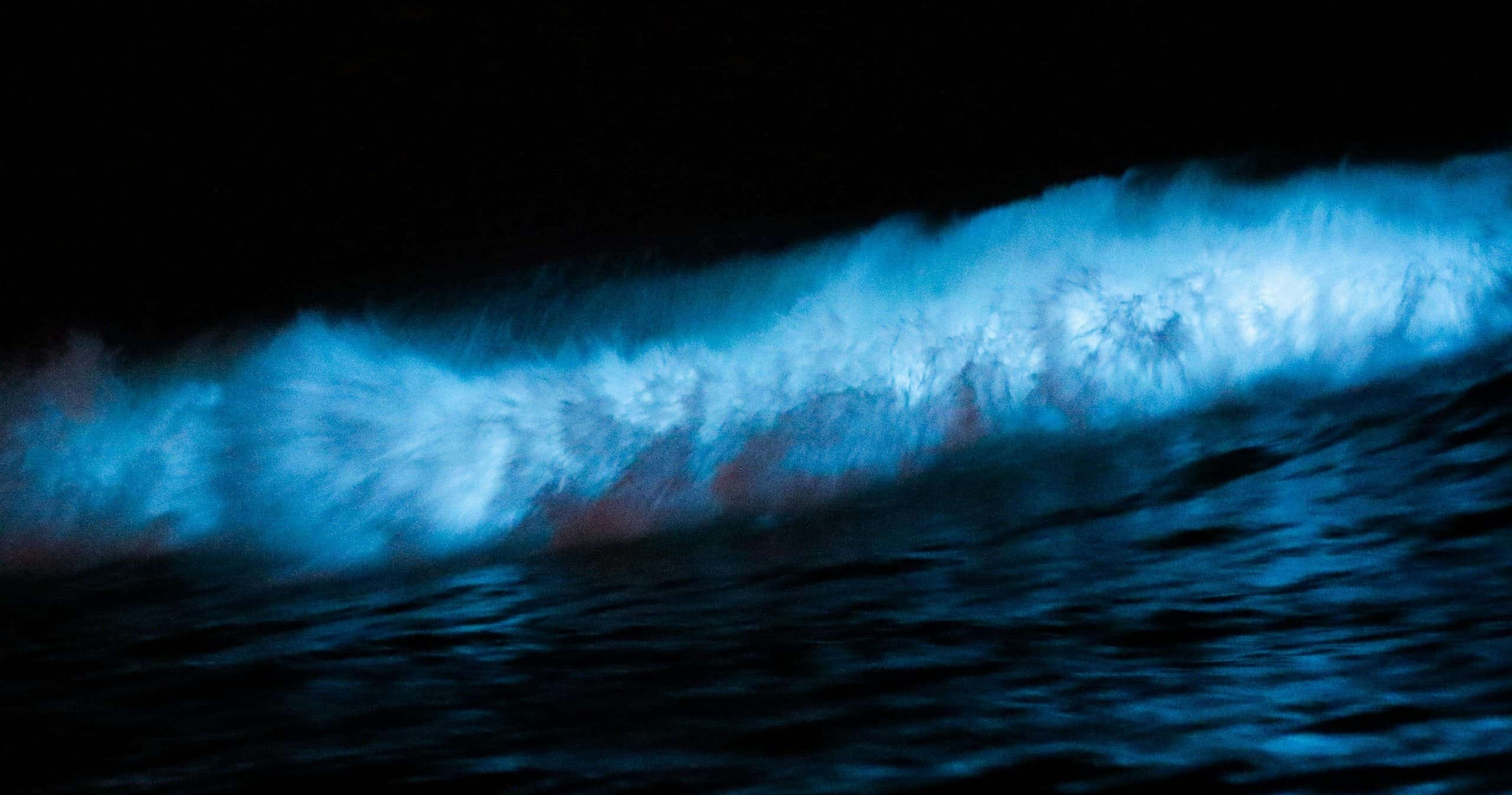Bio-luminescent Night Tour with Bluewave Expeditions in Melbourne