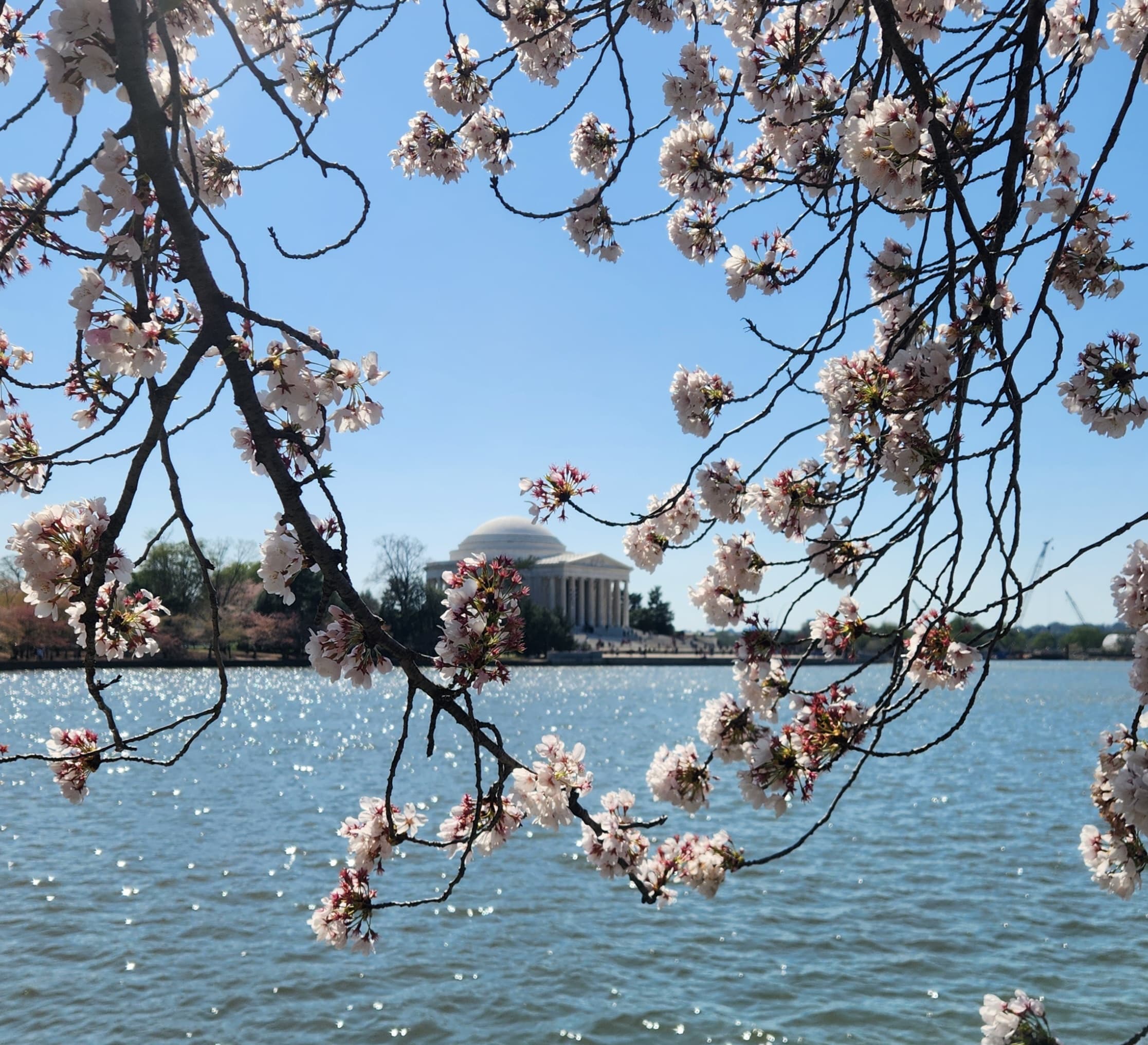 Tidal Basin Cherry Blossom Tour: DC's Monuments, Trees & Hidden History photo 3