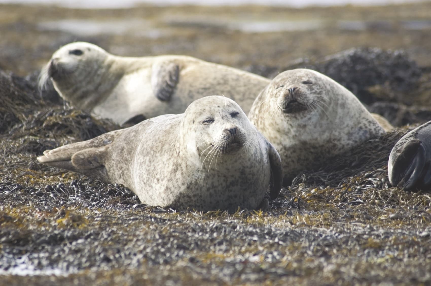 Seals & Fjord Cruise in Mount Desert, Maine
