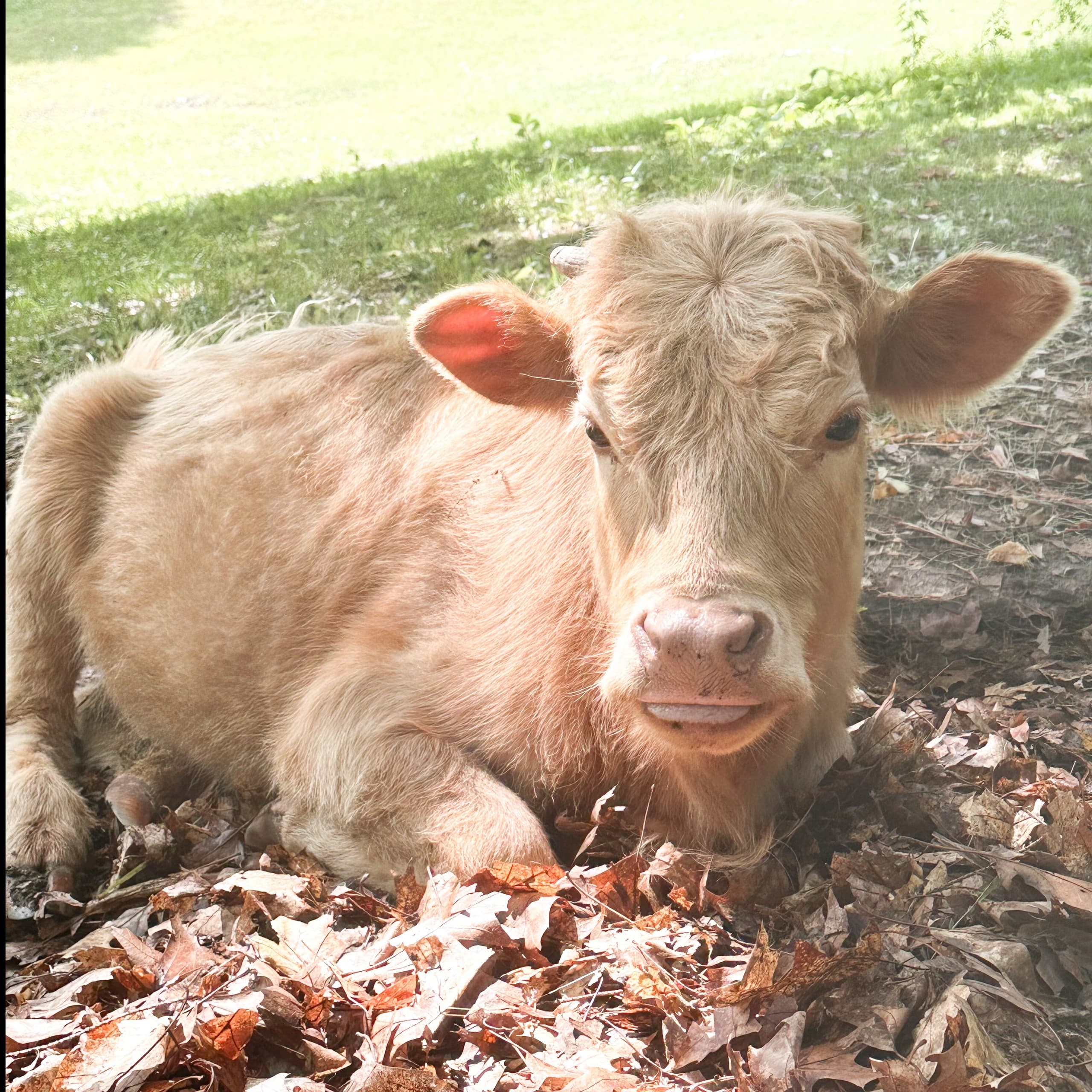 Hands-On with Miniature Highland Cows: Private Farm Experience in Holly, Michigan photo 1