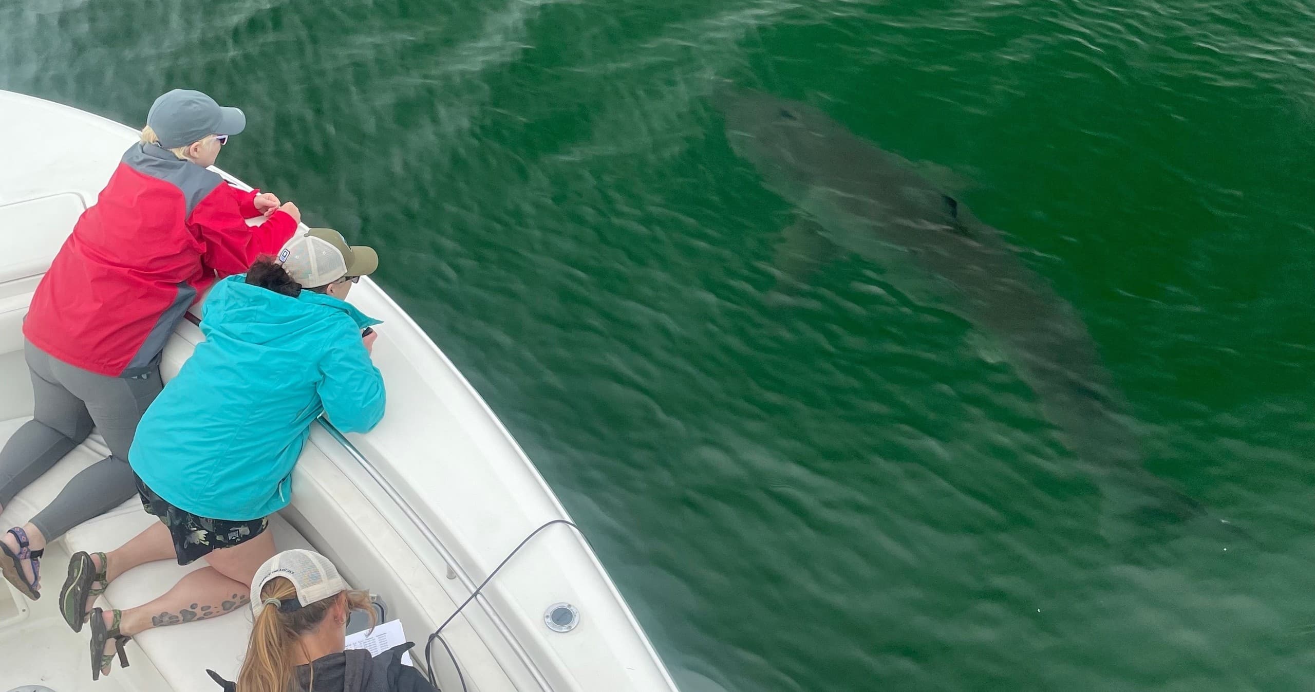 White Shark Charter Adventures in Cape Cod Waters