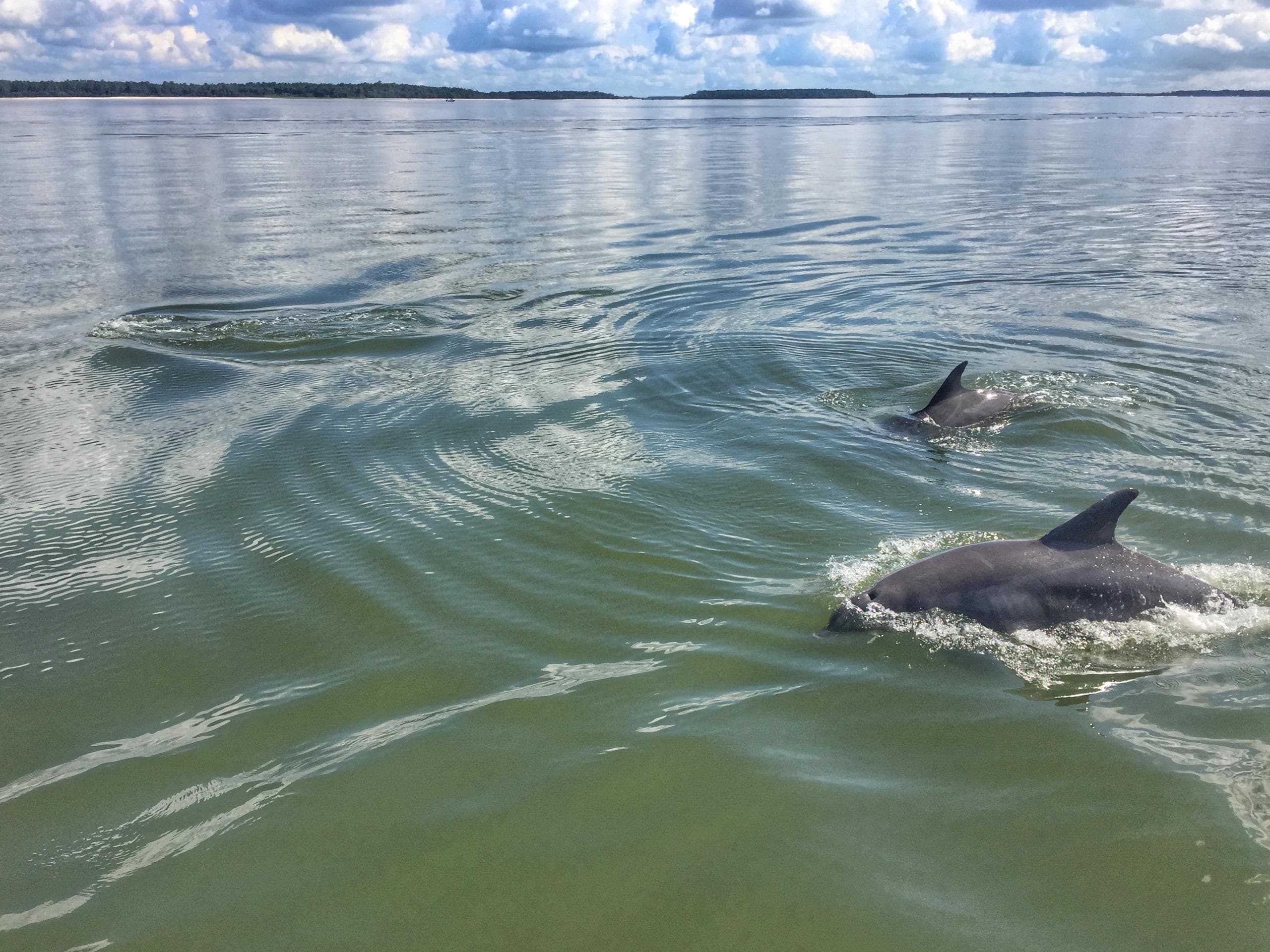 Explore Hilton Head’s Scenic Waterways on a Private Dolphin Tour