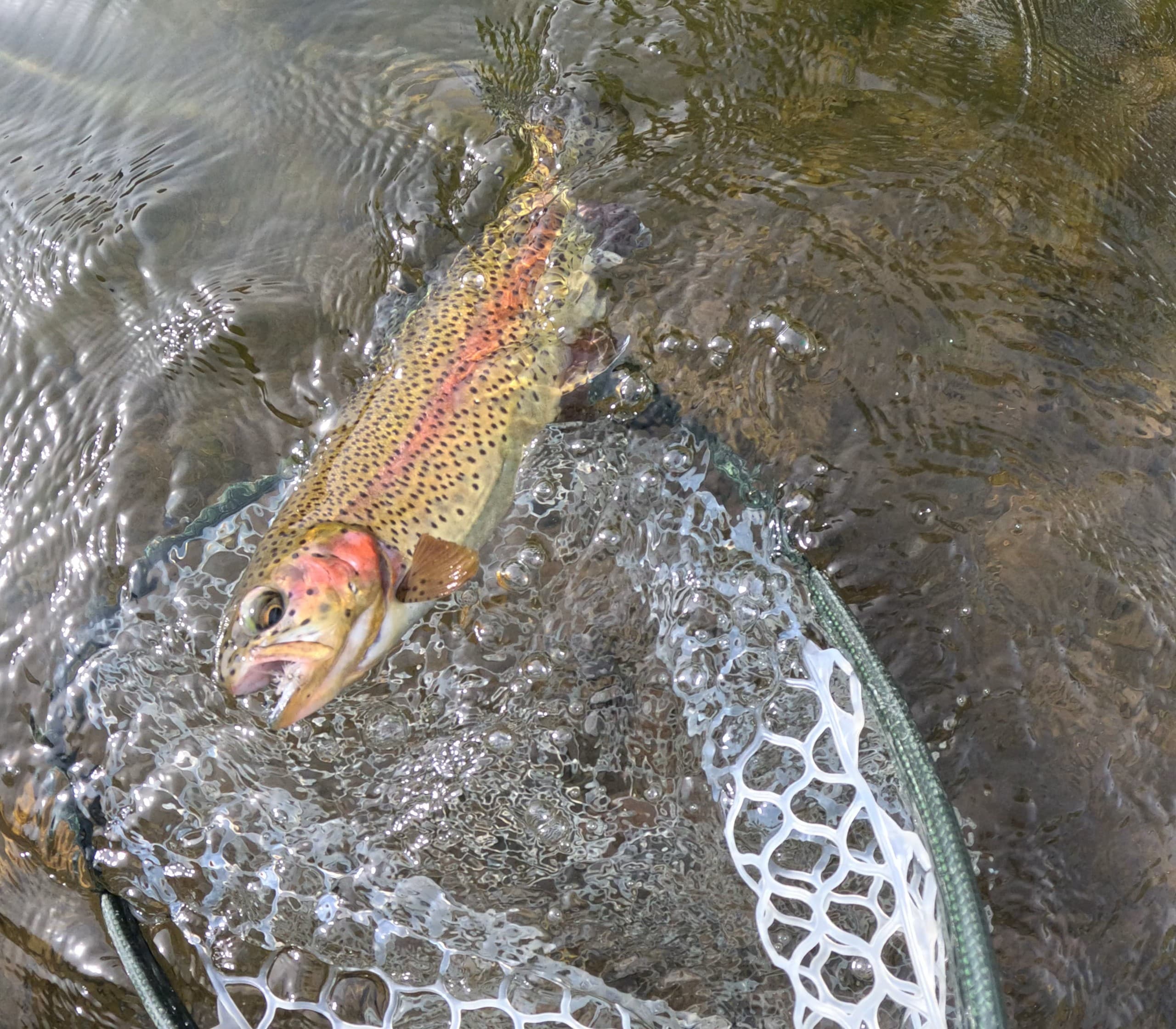Learn Fly Fishing at Rock Creek Resort: Two-Hour Beginner Workshop in Red Lodge, MT photo 2