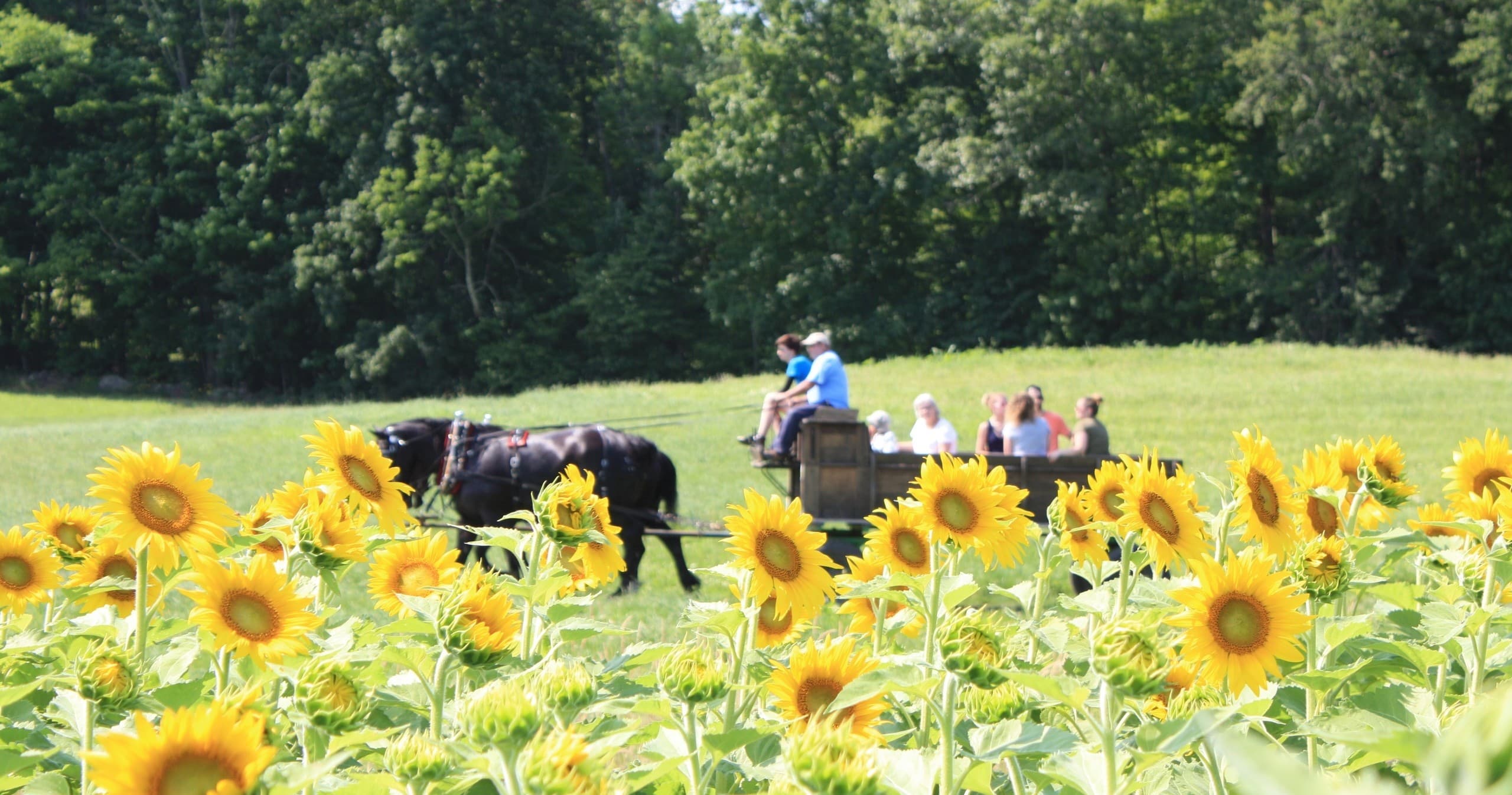 Wagon Rides in Lee’s Stunning Sunflower Fields