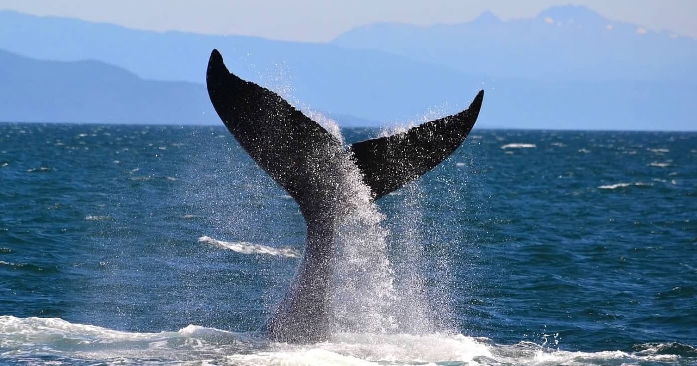 Wildlife & Whale Watching with Icy Strait Whale & Wildlife Endeavor