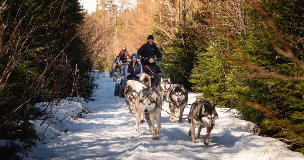 Dog Sledding & Forest Trek at Chalets Villégiature Daaquam