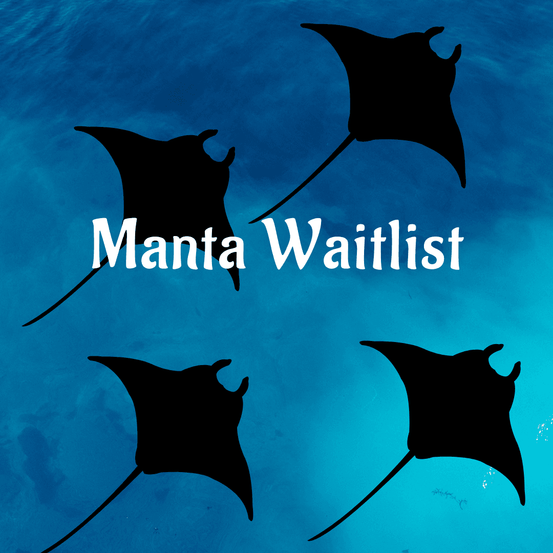 Manta Snorkel Waitlist Adventure in Kailua-Kona, Hawaii
