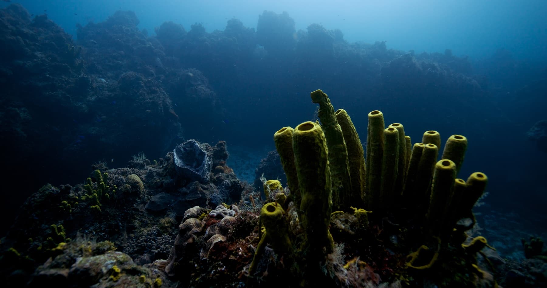 Two-Tank Cozumel Reef Dives: Santa Rosa Wall & Palancar Morning Adventure photo 3