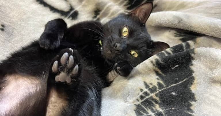 Black cat lounging on blanket inside cozy cat cafe