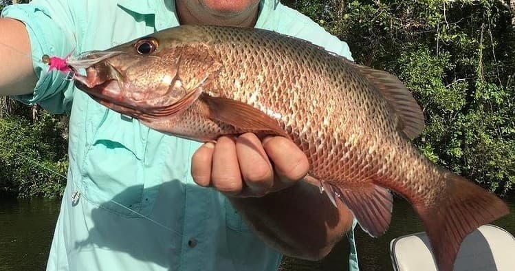 Red emperor fish held by angler in tropical estuary mangroves