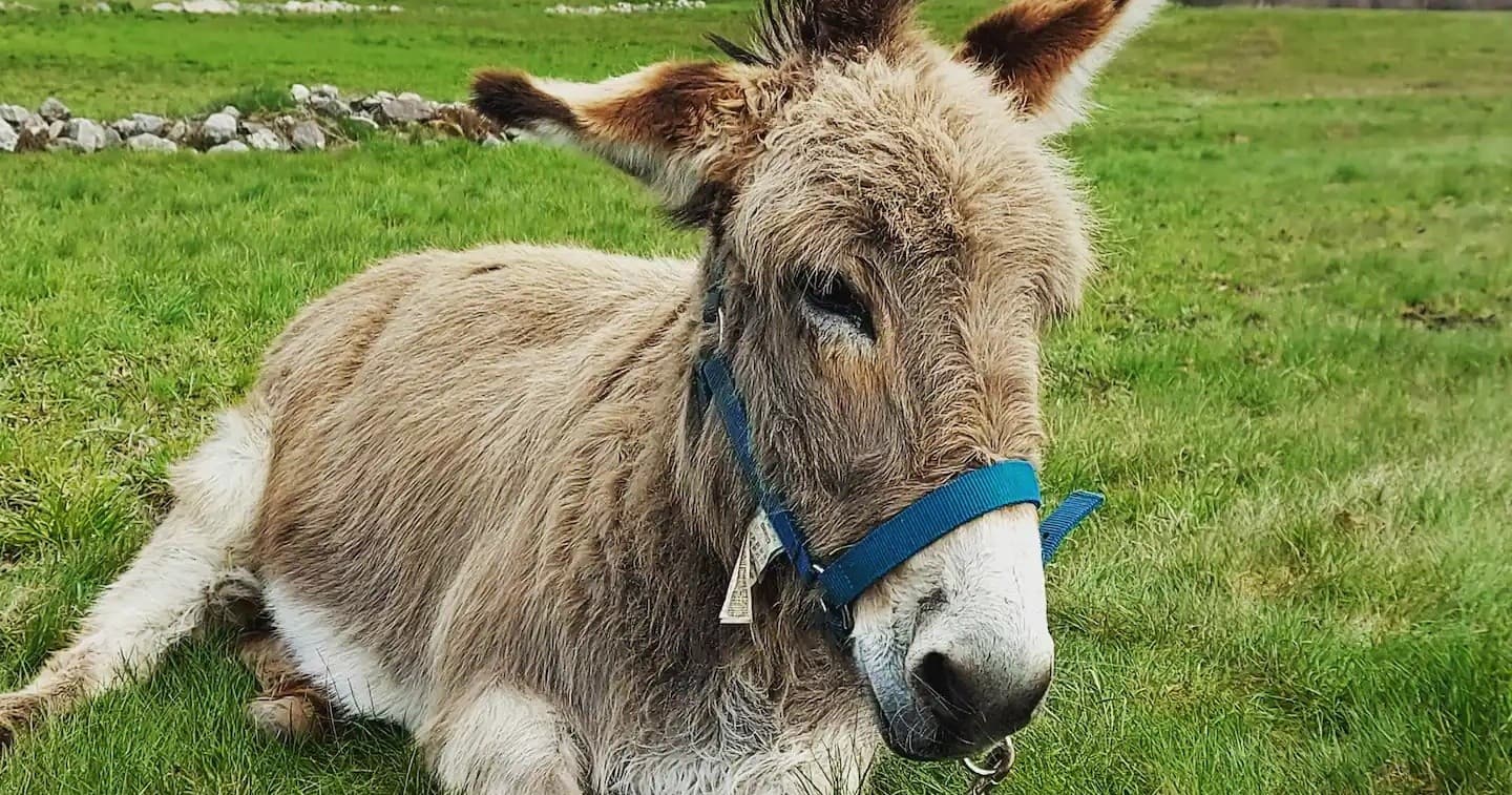 Donkey & Shepherd's Experience in Girmont-Val-d’Ajol