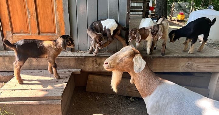 Baby Goat Trek in Galena, Illinois – Summer Adventure