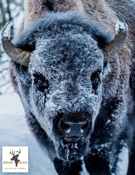 Winter Wildlife Tours with BrushBuck in Grand Teton & Yellowstone