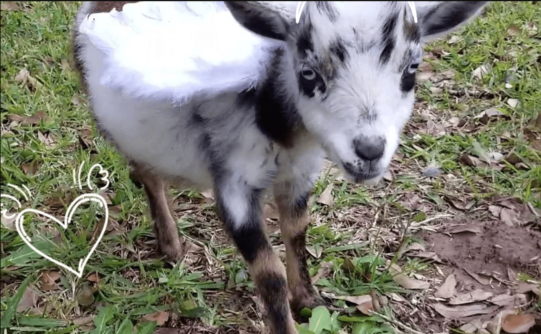 Farm Discovery Field Trip at Rose Therapeutic Farm in Brookshire