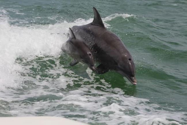 Dolphin & Donuts - Anna Maria Island