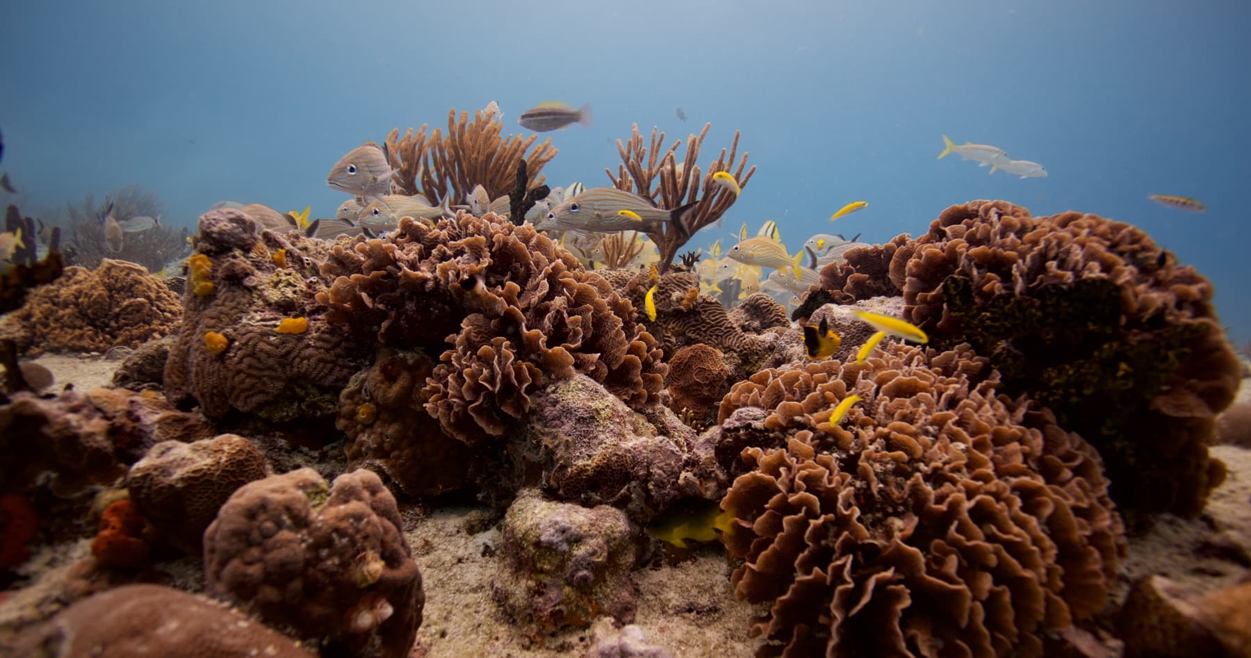 Learn to Dive in Playa del Carmen: Open Water Diver Course with Dive Mike photo 3