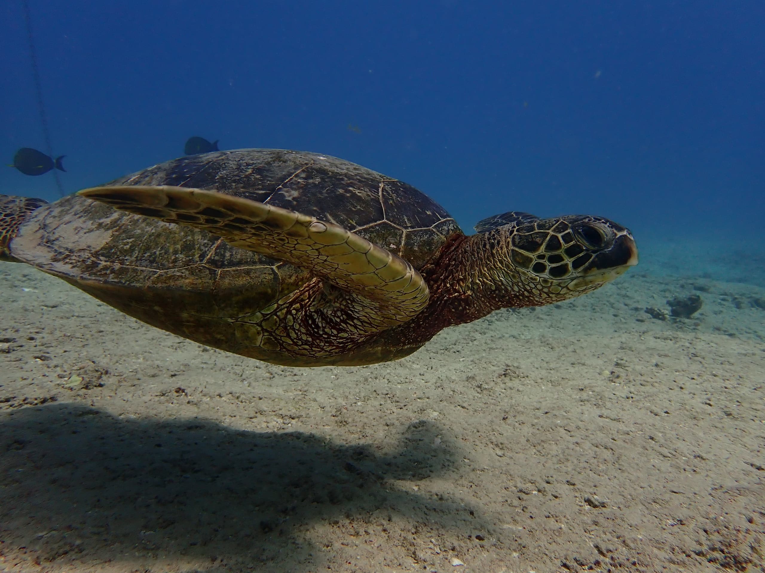 Water Activities & Ocean Alliance Project in Waikiki