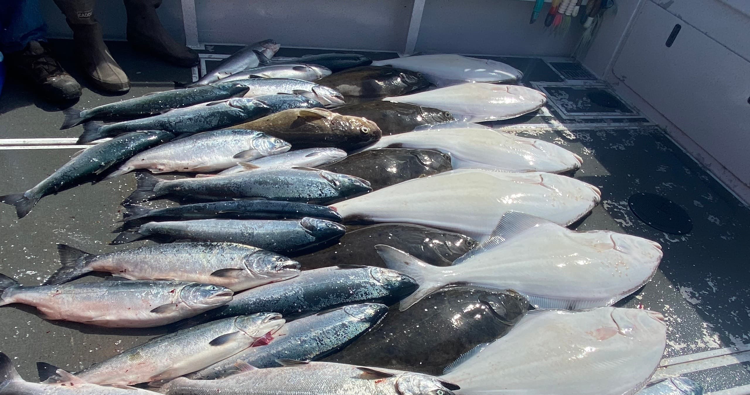 Halibut / Salmon Combo Charter with Tightline Charters in Homer