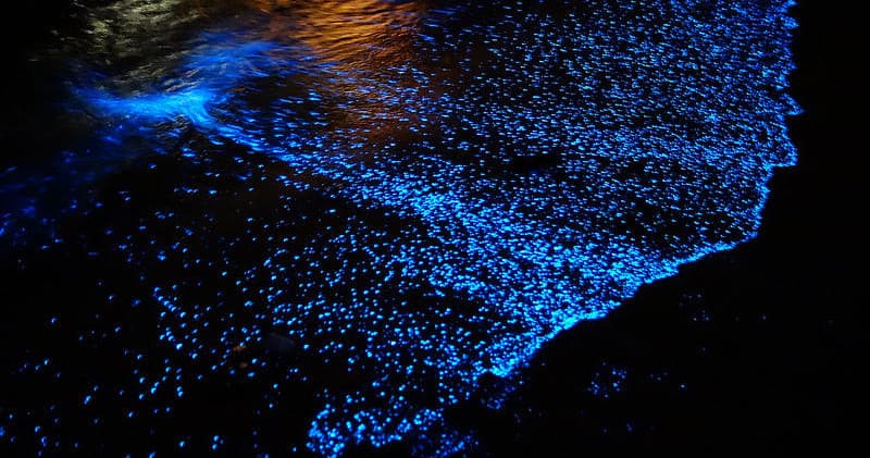 Nighttime Bioluminescence Paddles with Community Boating Center