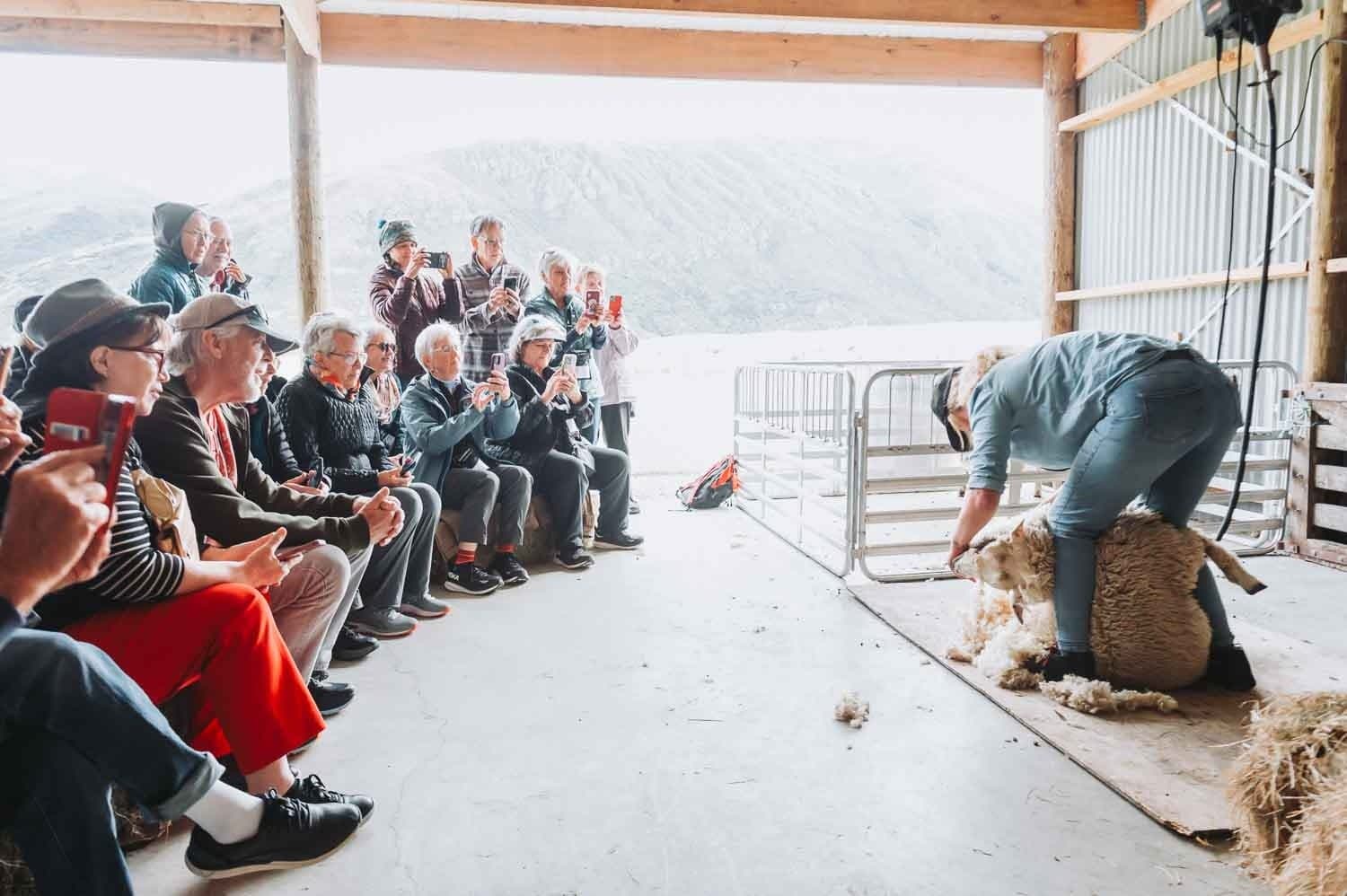 Hands-On Sheep Shearing at Kingston Station: Real New Zealand Farm Experience photo 1
