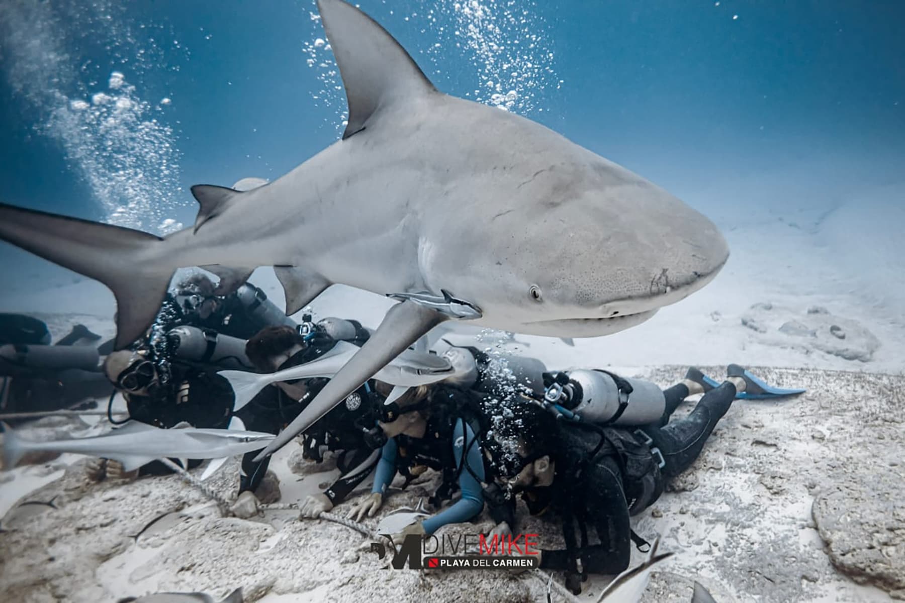 Face-to-Fin Bull Shark Encounter in Playa del Carmen photo 2