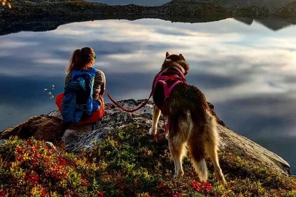 Run Wild Mushing fleet
