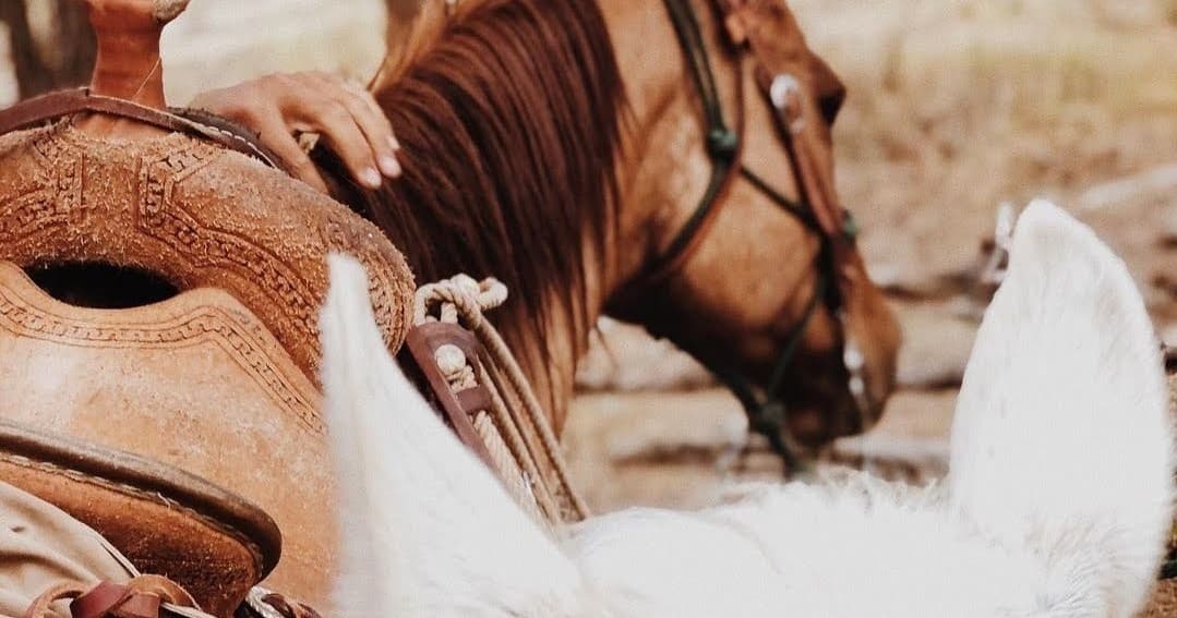 Invite Gentle Horses to Your Event in Heber City, Utah
