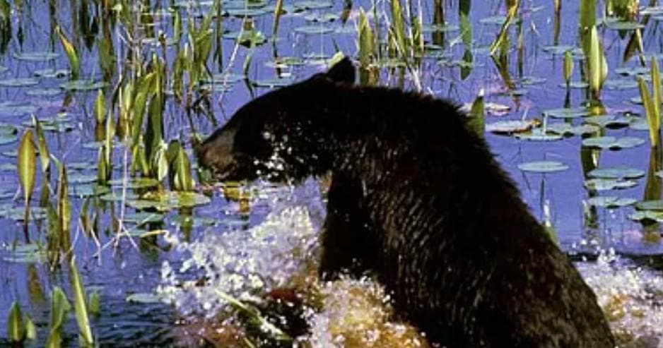 AA Seward Air Tours: Wildlife Flight Over Alaska Glaciers