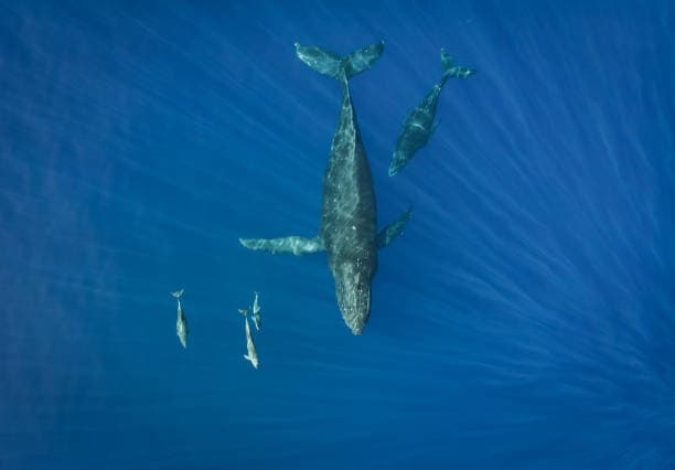 Ocean Outfitters Hawaii fleet