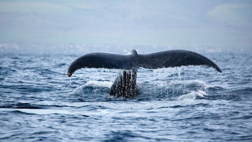 Whale Watch Waikiki: Snorkel with Humpback Whales in Oahu