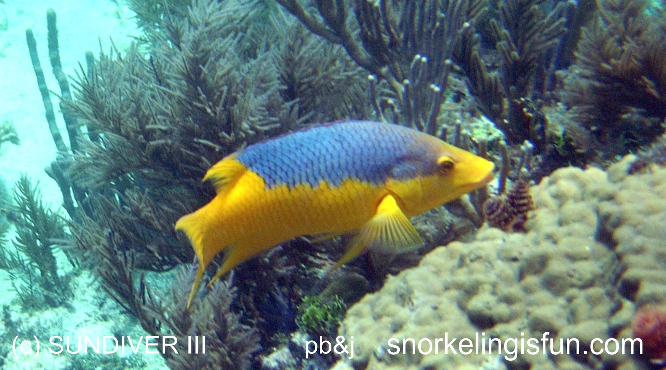 Sundiver Snorkel Tours fleet