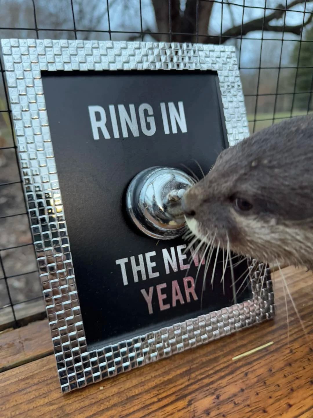 Private Otter Encounter in Bremen, Ohio — Intimate Hands-On Wildlife Experience