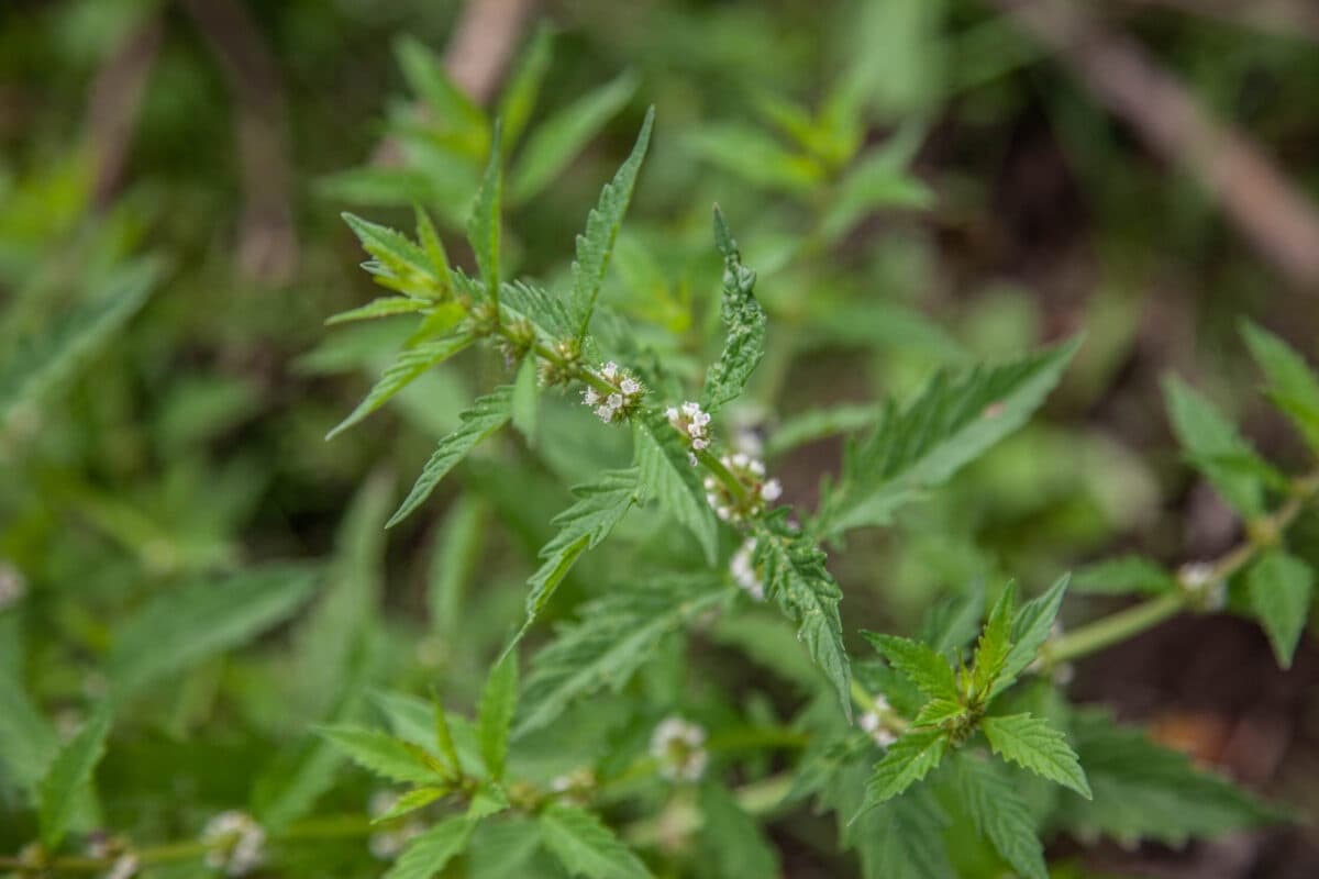 Foraging Leersums Veld: 4-Day Edible and Medicinal Plants Workshop near Leersum photo 3