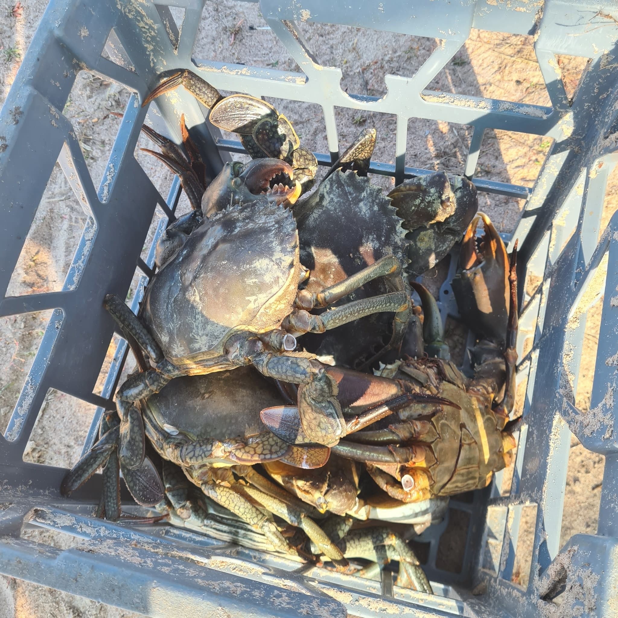 Broome Mangrove Crabbing: 1 Night Catch & Cook at Manari Beach photo 2