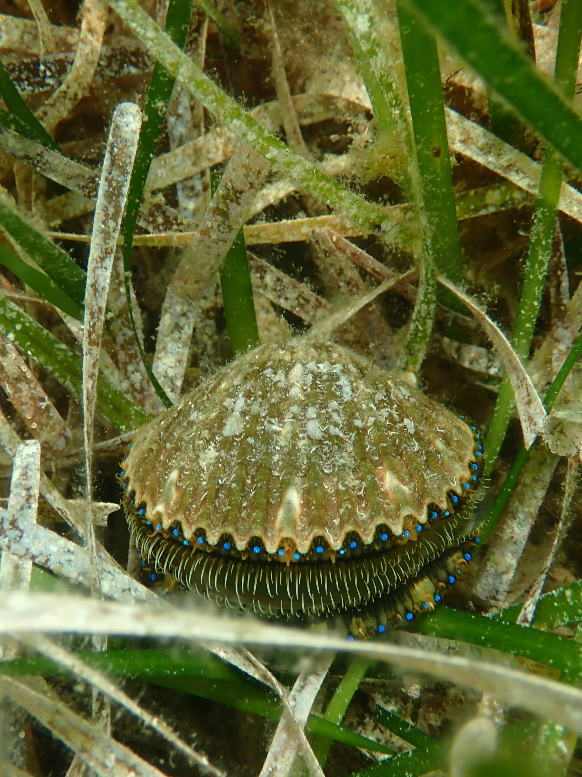 Water Activities: Suncoast Scalloping Adventure