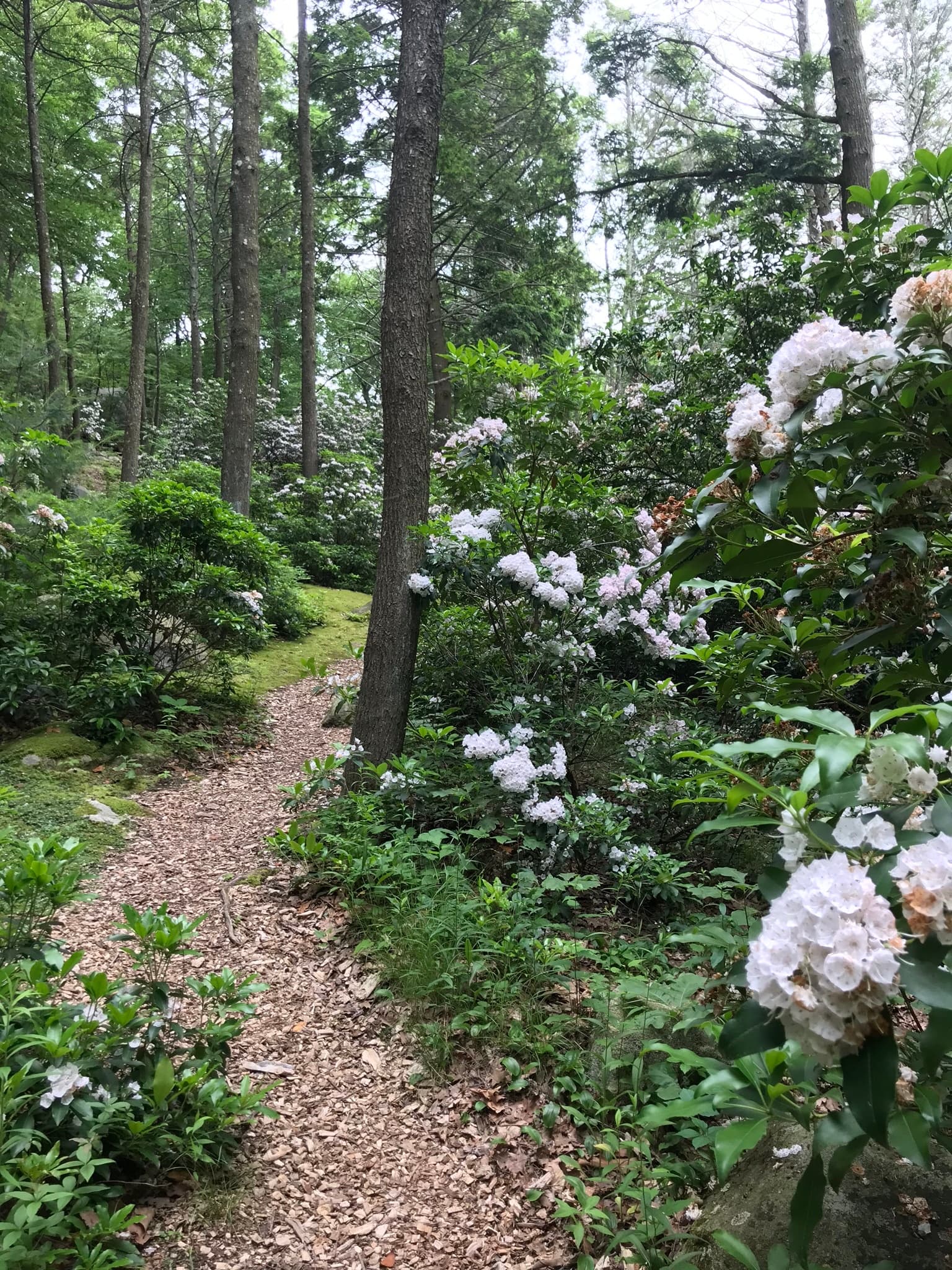 Shaded woodland path bordered by blooming rhododendrons and ferns